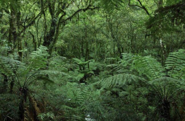 eco friendly garbolsae bolsas