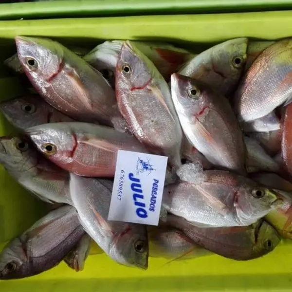 Tiendas de pescadería online